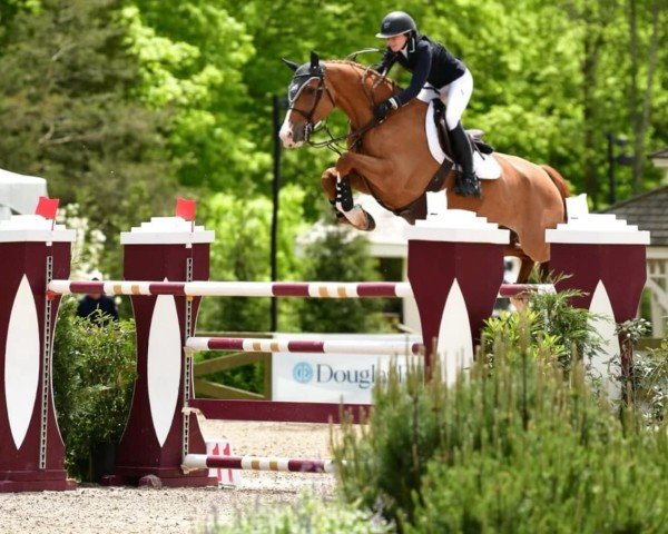 jumper Ideal S (Belgian Warmblood, 2008, from Der Senaat 111)