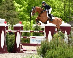 jumper Ideal S (Belgian Warmblood, 2008, from Der Senaat 111)