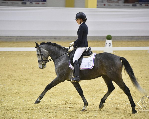 dressage horse Cashback Pellini (Holsteiner, 2016, from Calido I)