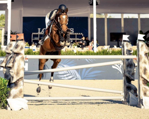 jumper Chaccolina D (Hanoverian, 2013, from Chacco-Blue)