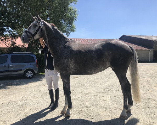 broodmare Cilly Aussem de Cologne (Hanoverian, 2016, from Cornet's Boy RM)