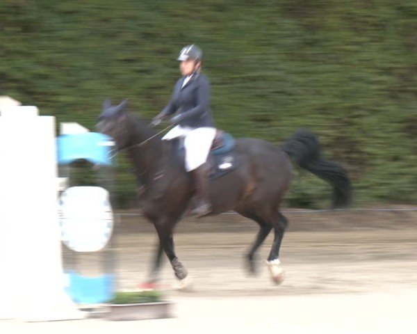 Reitturnier Arnsberg-Holzen 2025