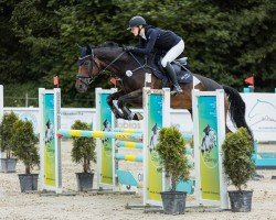 jumper Daisy D'onore (Hanoverian, 2013, from Don Darius)