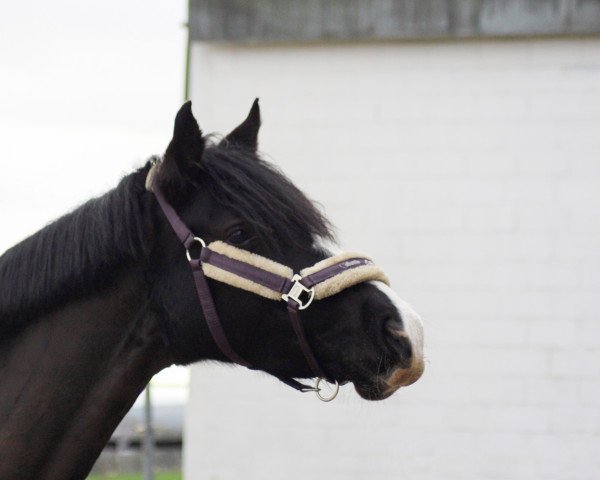 Dressurpferd HK Vivienna (Deutsches Reitpony, 2015, von Van Heinrich)
