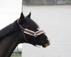 dressage horse HK Vivienna (German Riding Pony, 2015, from Van Heinrich)