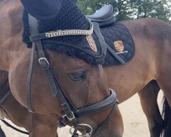 jumper Absalons Elly (Hanoverian, 2019, from Absalons Philip)
