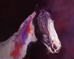 dressage horse Tamara 341 (Tinker / Irish Cob / Gypsy Vanner, 2005, from Friendly)