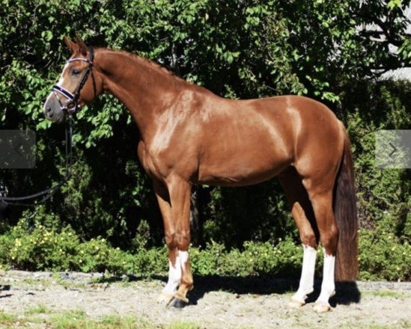 dressage horse Good Boy 55 (Oldenburg, 2018, from Governor-Str)