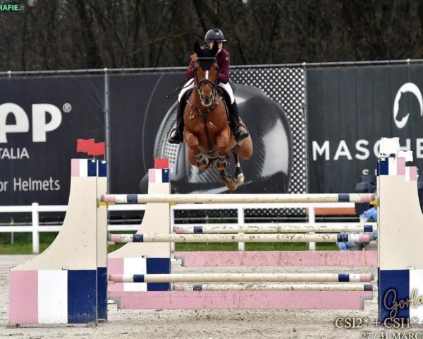 jumper The Duchess (Belgian Warmblood, 2015, from For Pleasure)