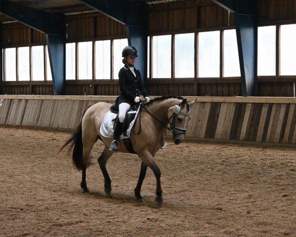 Dressurpferd Julikas Golden Girl (Deutsches Reitpony, 2014, von Baltic Sanjo)