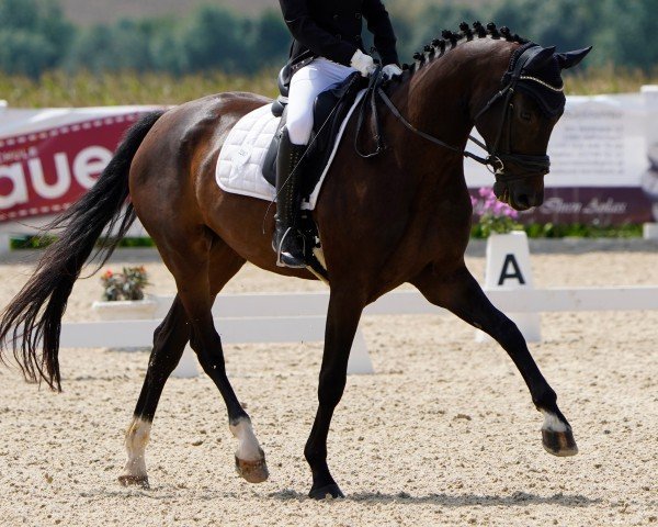 horse Fürst Fidelis (Oldenburg, 2018, from For Dance)