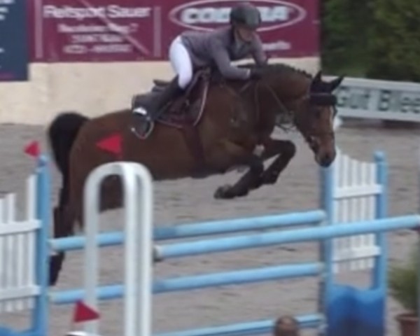 broodmare Con Chella 2 (Westphalian, 2013, from Con Chello)
