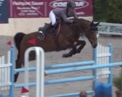 broodmare Con Chella 2 (Westphalian, 2013, from Con Chello)