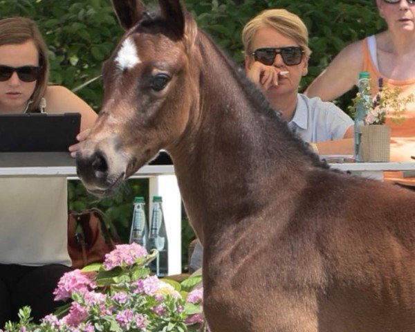 Puledro di Blue Heart Orange (Oldenburger, 2025, di Bondolo)