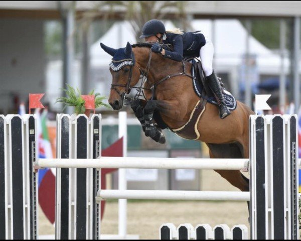 Springpferd Valienthe Dh Z (Belgisches Warmblut, 2010, von Va-Vite)