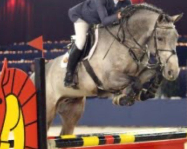 stallion Cedrik (KWPN (Royal Dutch Sporthorse), 2007, from Cartano)
