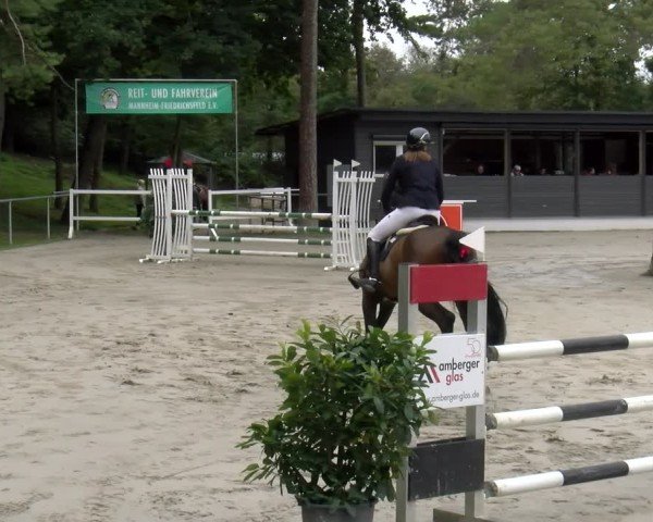 Reitturnier Mannheim-Friedrichsfeld 2025