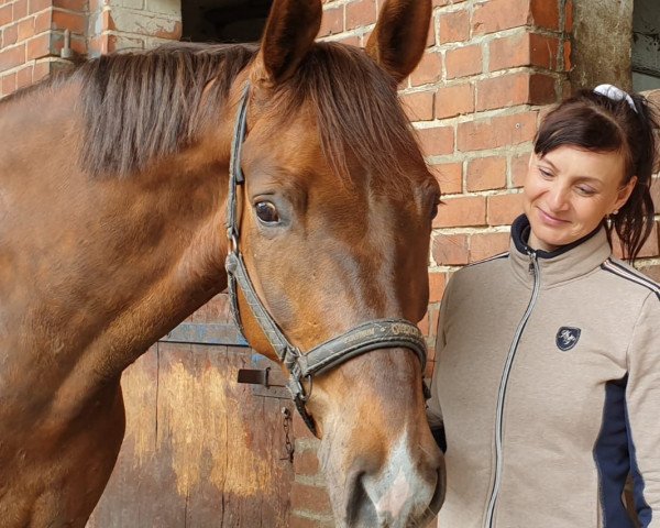 dressage horse Sir Wallander (Hanoverian, 2015, from Spörcken)