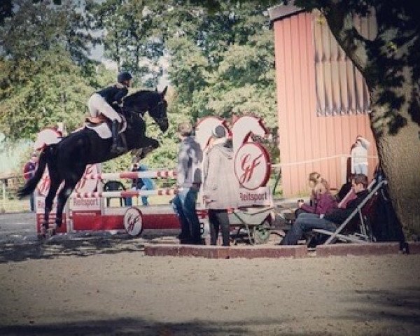 jumper Duke of Wennekath (Hanoverian, 2014, from Duke of Hearts xx)