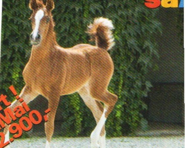 horse Barka Bint Mirokan (Arabian, 2012, from Mirokan ox)