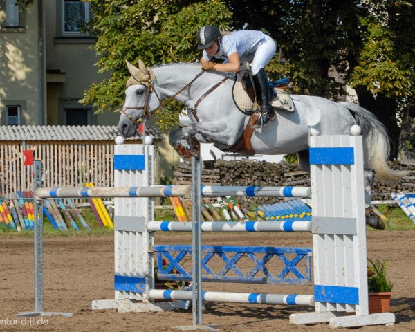 horse Antalya 9 (Holsteiner, 1995, from Aurelio)