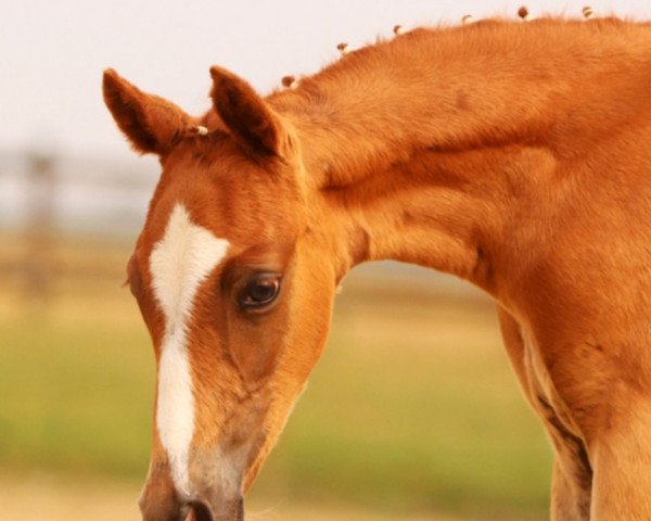 Pferd Don Julino YS (Deutsches Reitpony, 2020, von FS Don Juan de Luxe)