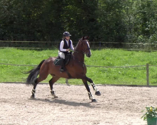 Reitturnier Gossau 2025
