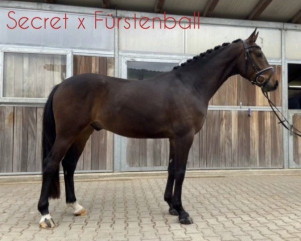 horse Santos BMS (Oldenburg, 2018, from Secret)