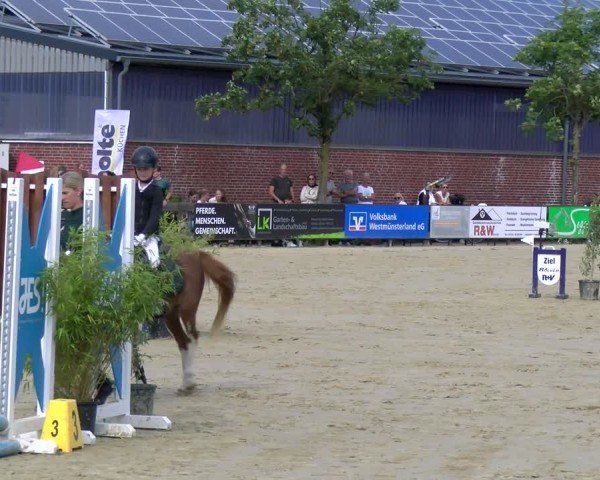 Reitturnier Stadtlohn 2025