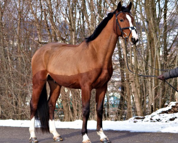stallion Captain Romantic DS (Brandenburg, 2017, from Captain Olympic)