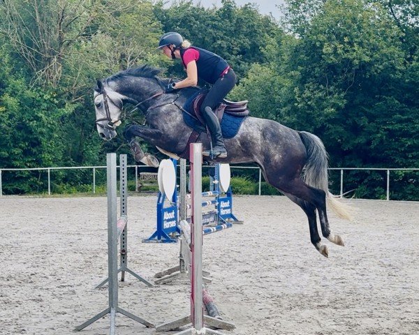 jumper Diago 25 (Hanoverian, 2019, from Diacontinus)