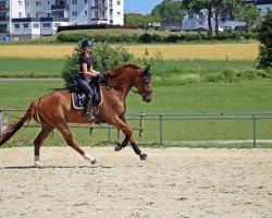 Cavallo Do It Better 3 (Westfale, 2021, di Danone 4)