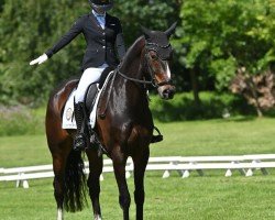 Cavallo da Dressage Dorie (Westfale, 2019, di Harmony's de Beau)