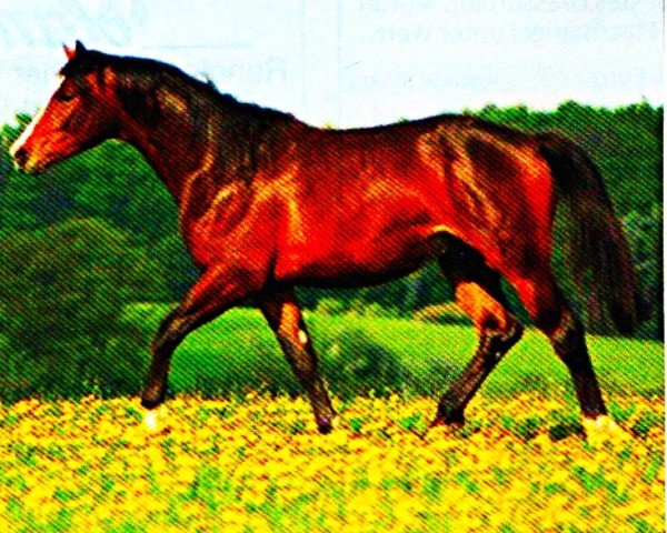 Dressurpferd Poseidon Ds (Trakehner, 2011, von Cadeau)