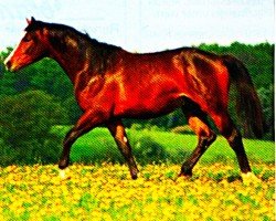 dressage horse Poseidon Ds (Trakehner, 2011, from Cadeau)