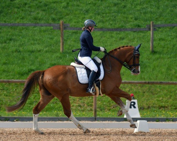 dressage horse Bellino 18 (Hanoverian, 2013, from Callaho's Benicio)