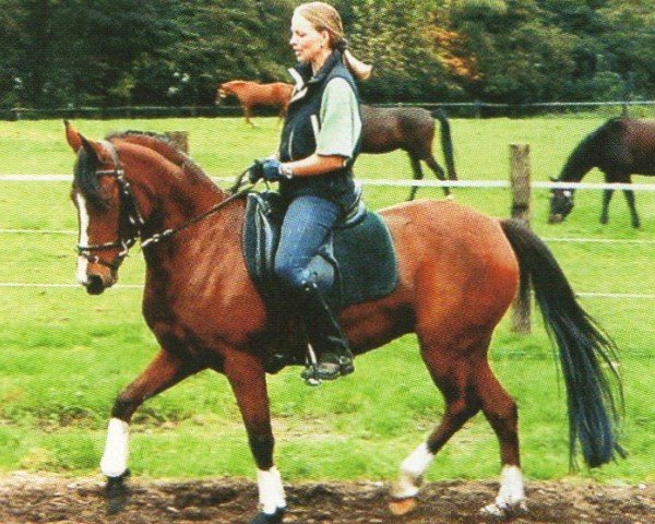 Koń Nobless 53 (Niemiecki Kuc Wierzchowy, 1994, od Nobelprinz)