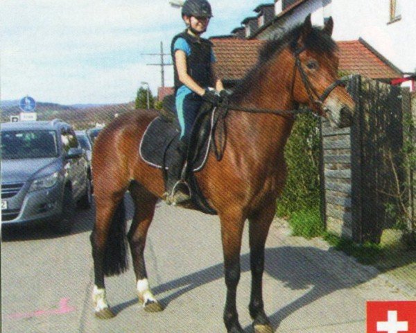 dressage horse Nana Belle CH (Freiberger, 2008, from Nautilus II CH)