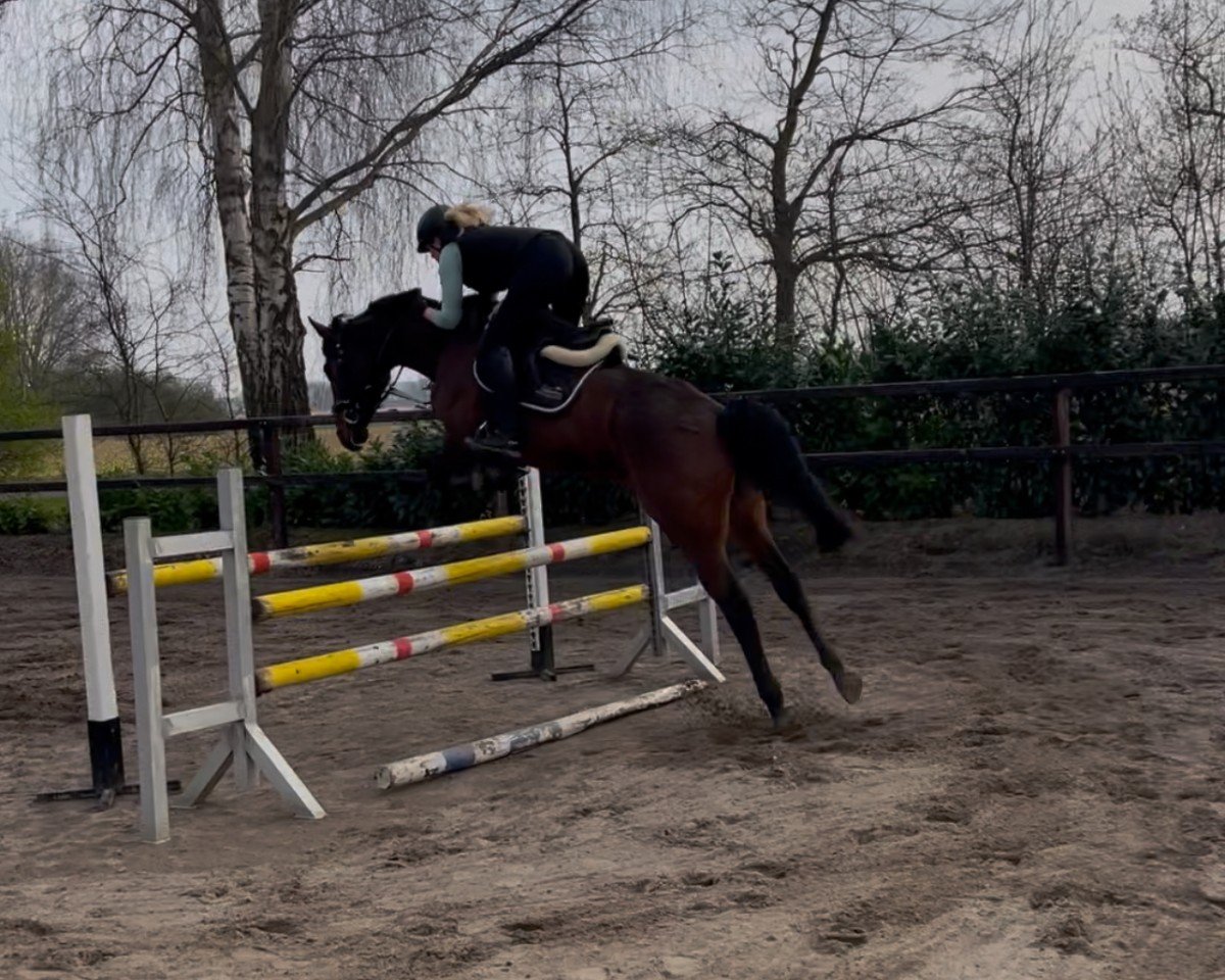 Cheval Chuba Chups (Cheval d’obstacle oldenbourg, 2020, de K.i Checkter)