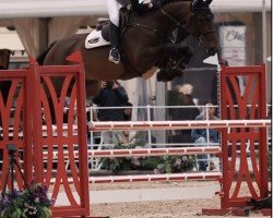 jumper Cabo Mad Jo (Hanoverian, 2020, from Cabo Verde)