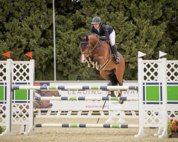 Springpferd Imagine H (KWPN (Niederländisches Warmblut), 2013, von Etoulon VDL)
