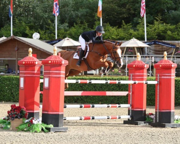 Springpferd Trooper B (Anglo Europäisches Sportpferd, 2011, von Super Trooper de Ness)