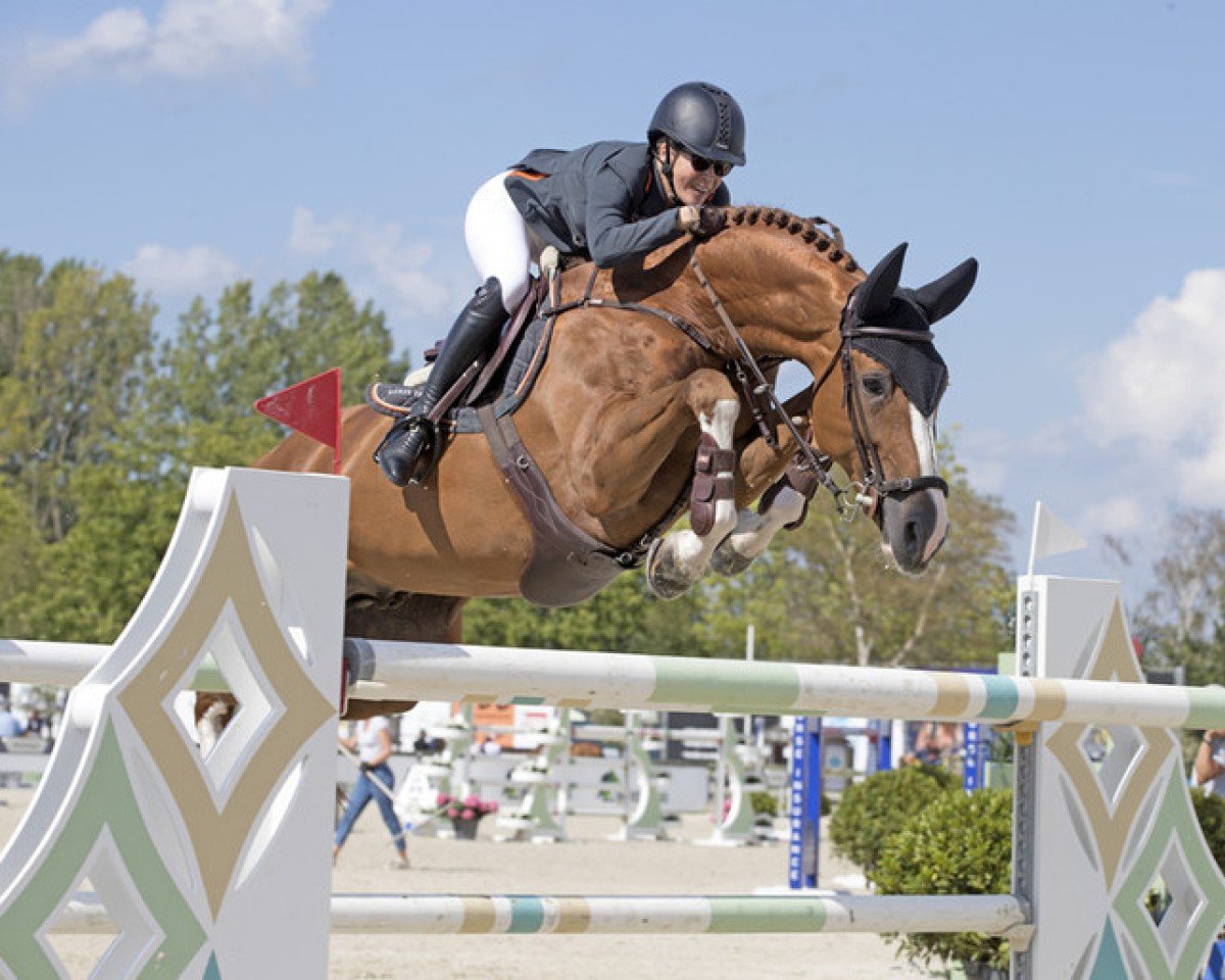 Springpferd Firkov du Rouet (KWPN (Niederländisches Warmblut), 2010, von Baloubet du Rouet)