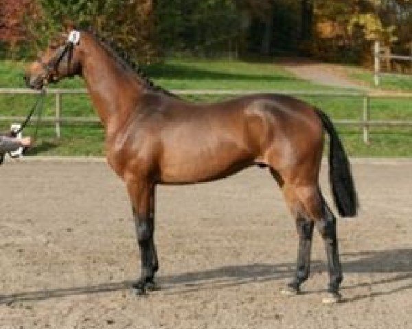 stallion Camarque (Holsteiner, 2005, from Cristo)