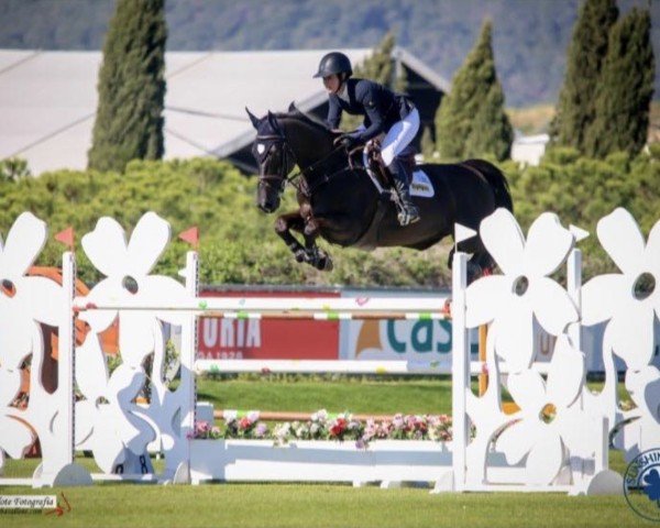 jumper Quidde du Buisson Z (Zangersheide riding horse, 2009, from Quartz 7)