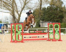 Jumper Olaf W (Anglo-European Sport Horse, 2014, from Lupicor)