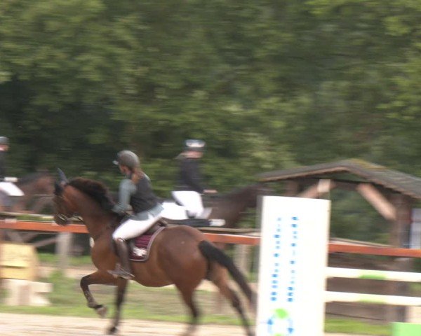 Reitturnier Arnsberg-Holzen 2025