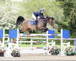 Cavallo da salto Apollo van de Kattevennen Z (Zangersheide Reitpferd, 2014, di Aktion Pur Z)