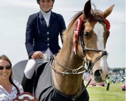 jumper C Rouet du Darco Z (Zangersheide riding horse, 2015, from Cidane)