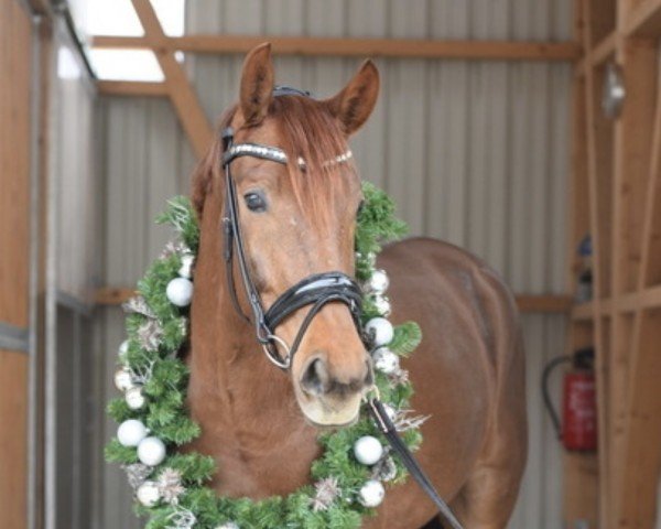 horse Vamos a bailar 3 (German Sport Horse, 2019, from Valverde NRW)